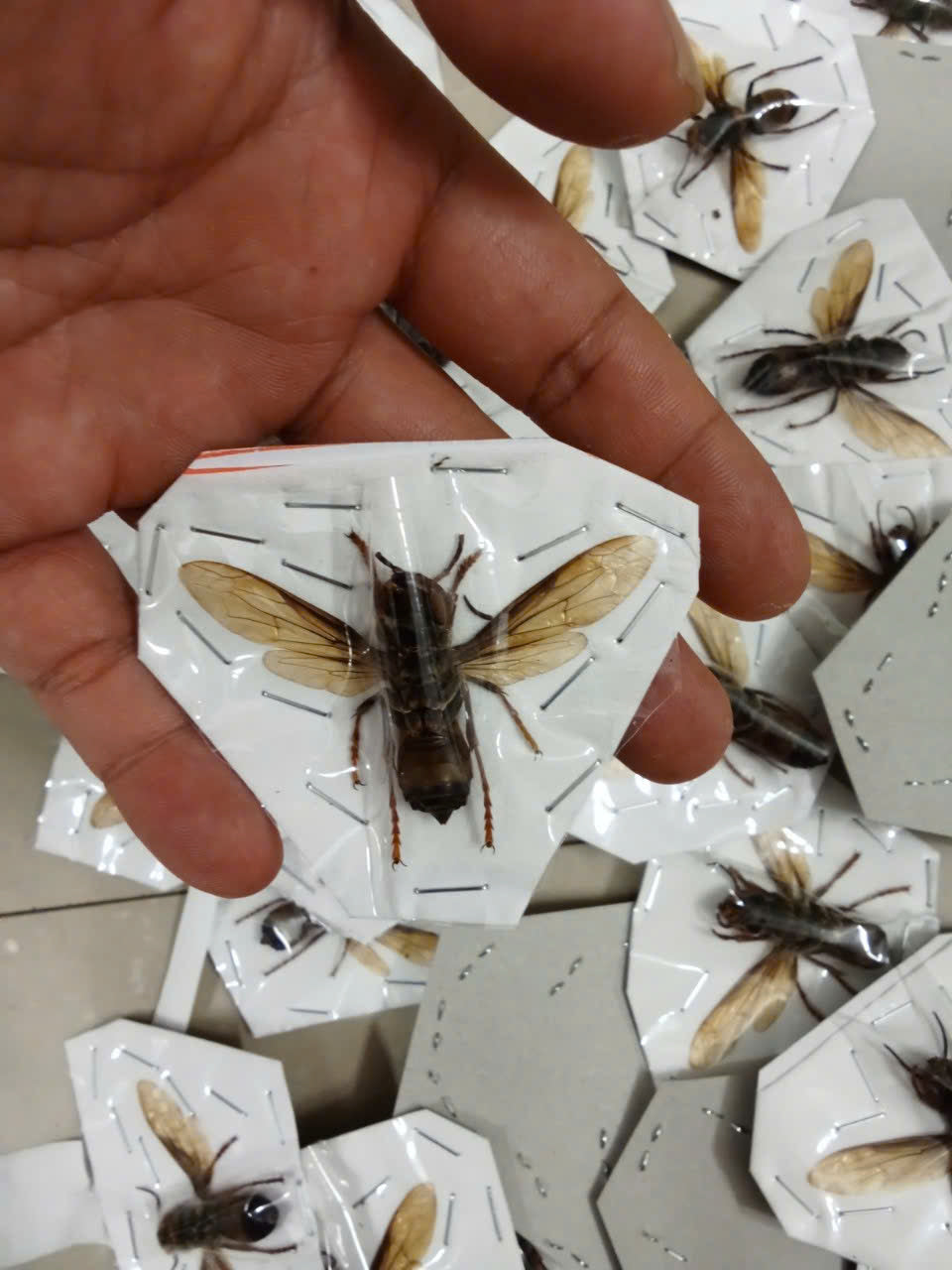 Vespa mandarinia – Giant Asian Hornet | 1 pcs Spread Wings Dried Specimen | Insect Taxidermy Oddities