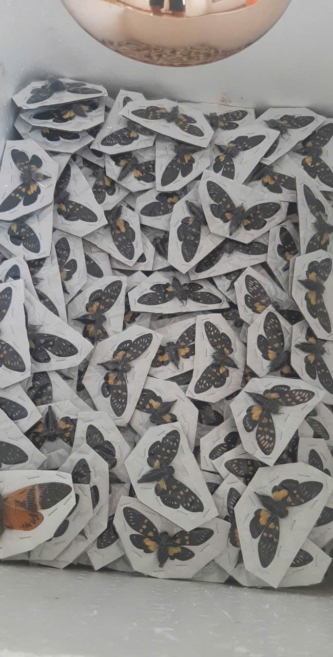 Cicadidae Gaeana cheni | Spread Wings Dried Specimen | Insect Taxidermy Oddities (Copy)