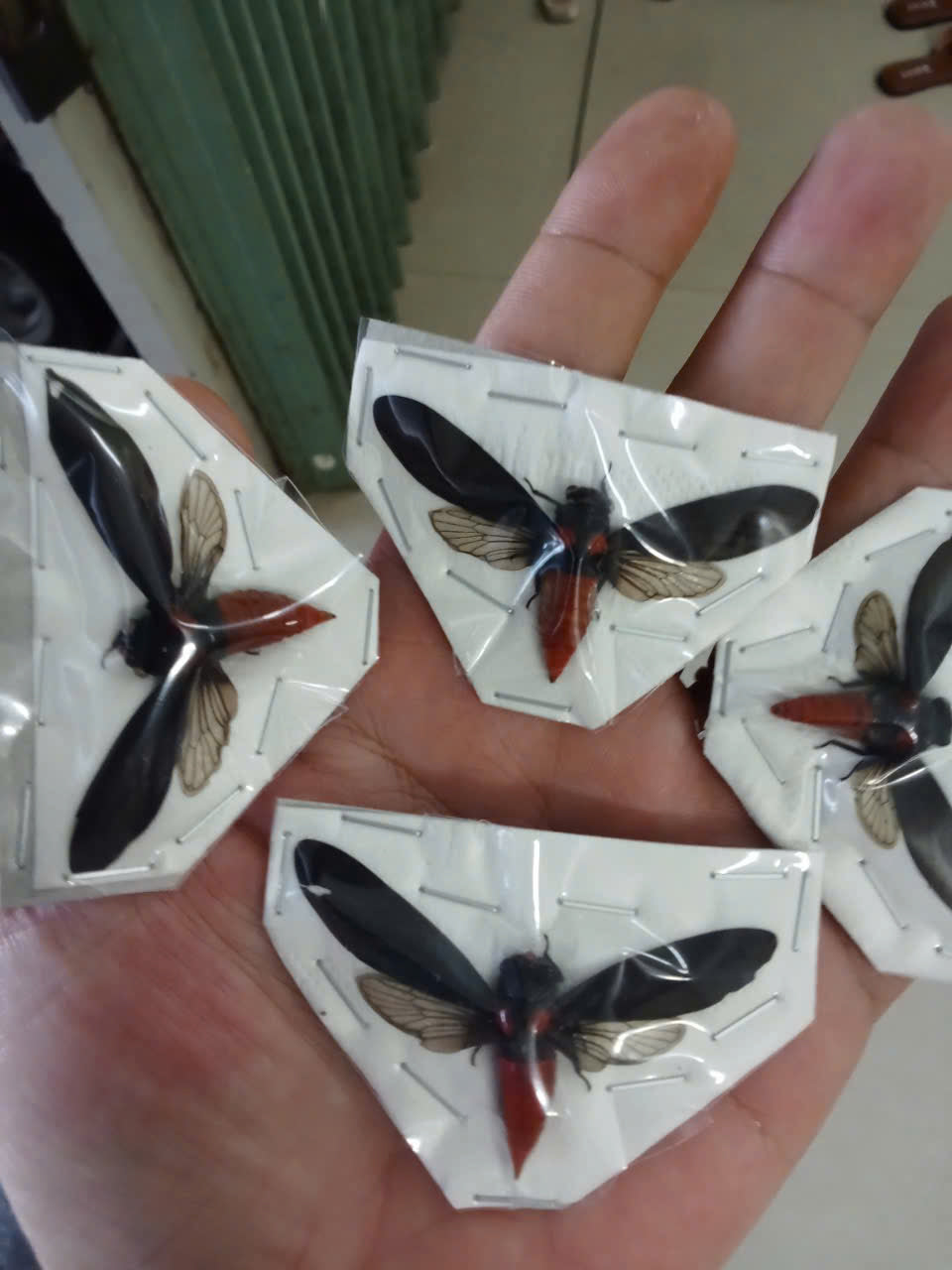 Huechys sanguinea Cicada | Spread Wings Dried Specimen | Insect Taxidermy Oddities | Spread Wings Dried Specimen | Insect Taxidermy Oddities