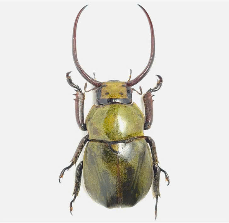 Pack of 4 pcs Kibakoganea tamdaoensis Beetle – 5 pcs | Metallic Dried Specimens | Rutelinae Taxidermy Oddities