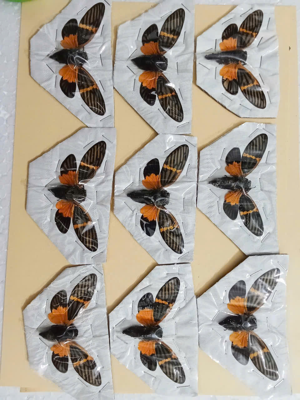 Becquartina electa Cicada | Spread Wings Dried Specimen | Insect Taxidermy Oddities