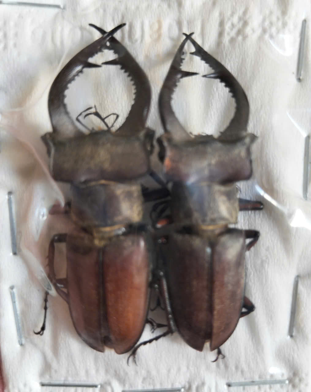 2 pcs Lucanus formosus Stag Beetle | Dried Specimen | Insect Taxidermy Oddities