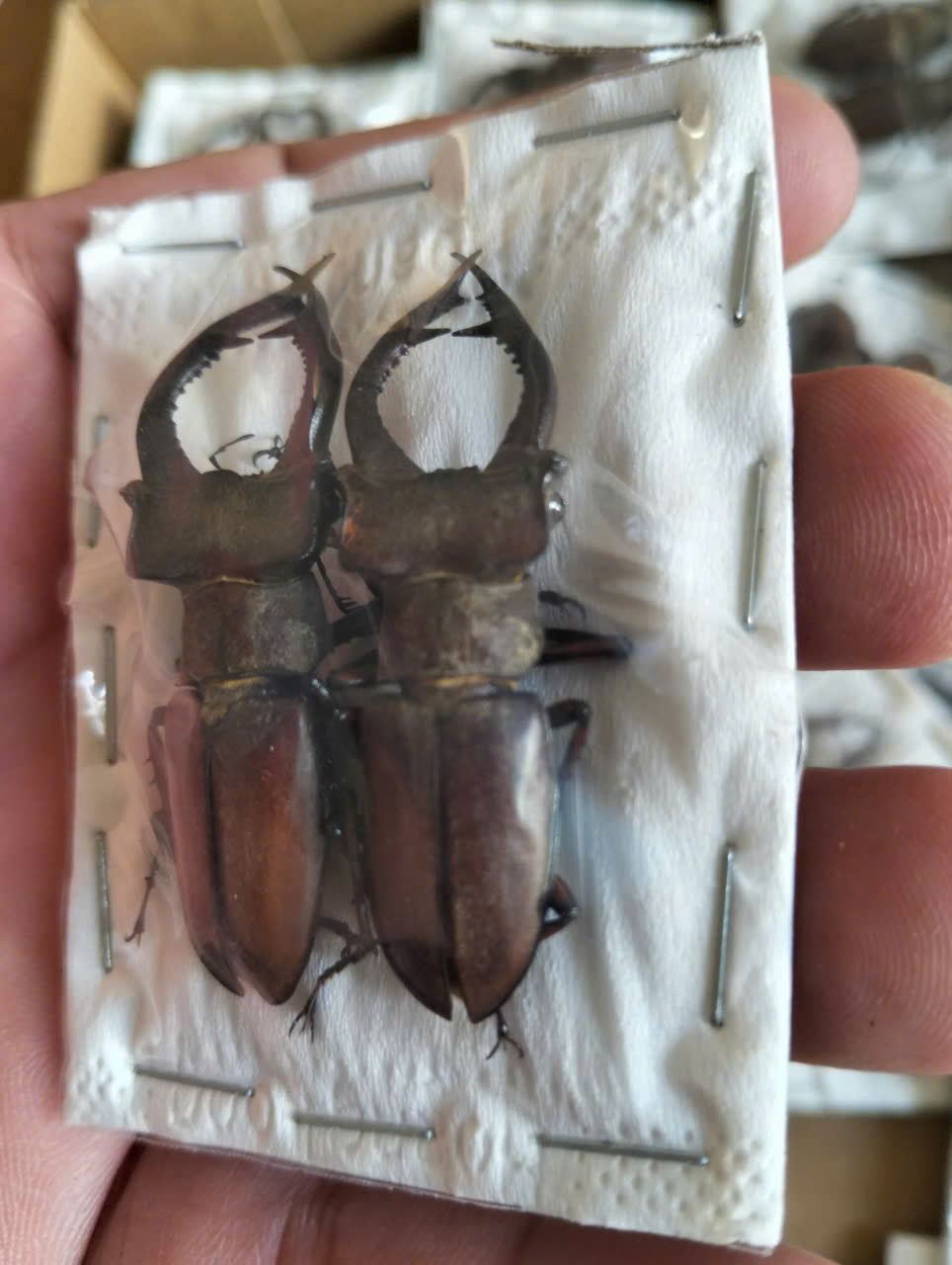 2 pcs Lucanus formosus Stag Beetle | Dried Specimen | Insect Taxidermy Oddities