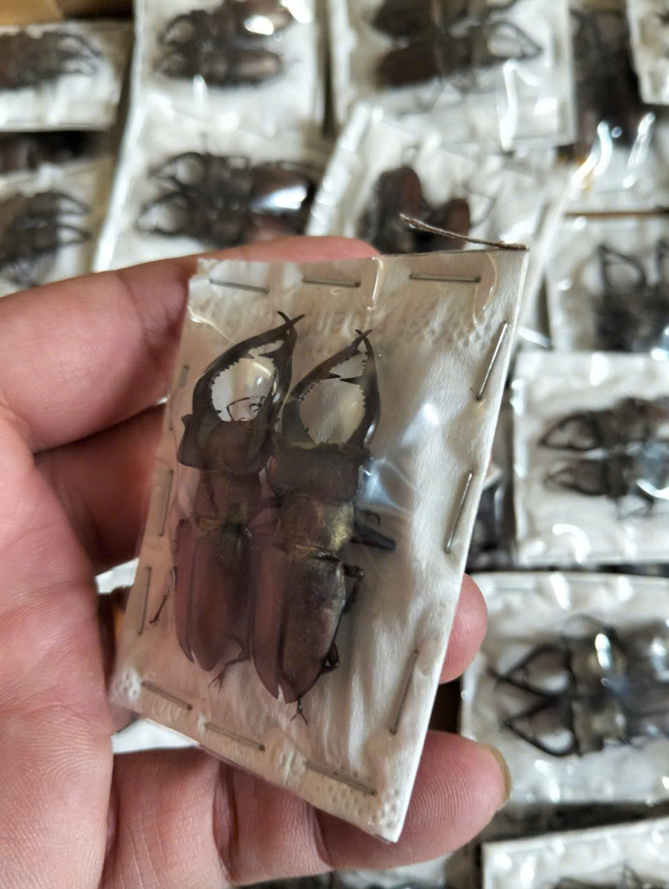 2 pcs Lucanus formosus Stag Beetle | Dried Specimen | Insect Taxidermy Oddities