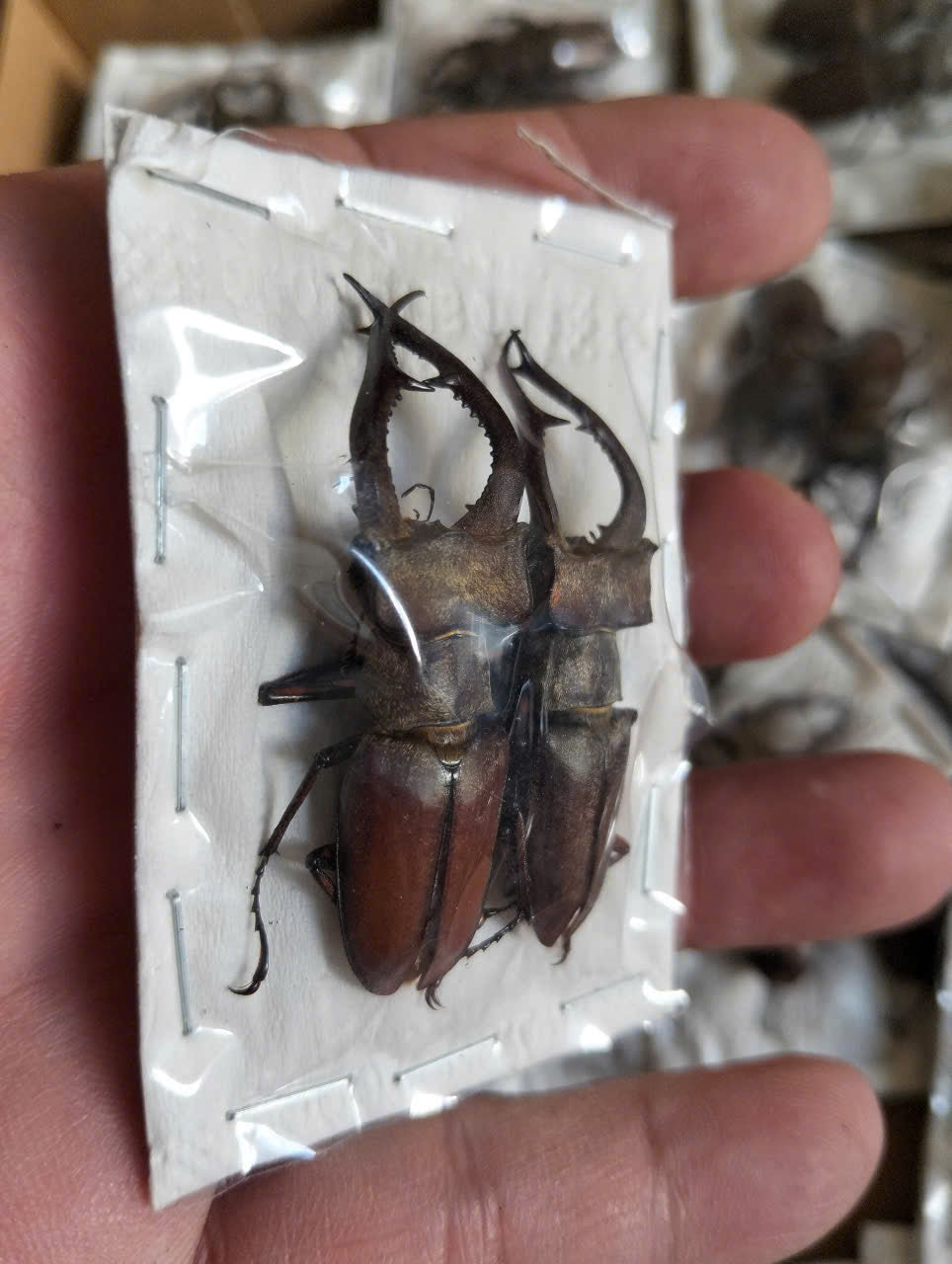 2 pcs Lucanus formosus Stag Beetle | Dried Specimen | Insect Taxidermy Oddities