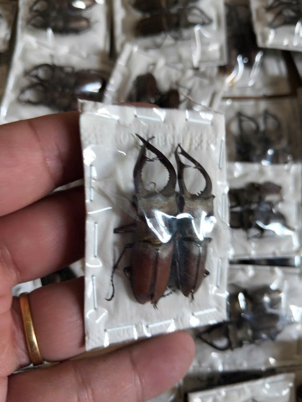 2 pcs Lucanus formosus Stag Beetle | Dried Specimen | Insect Taxidermy Oddities