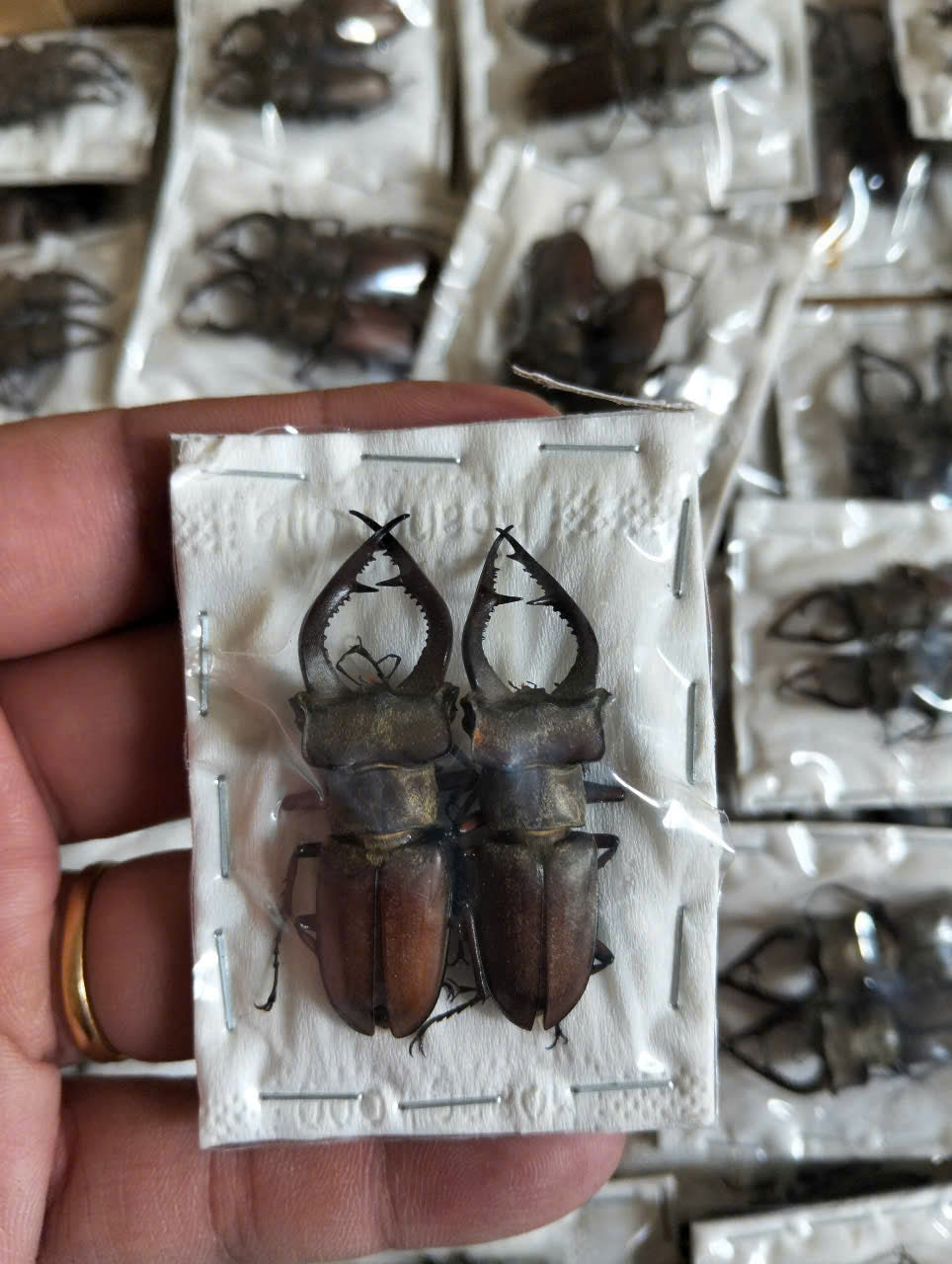 2 pcs Lucanus formosus Stag Beetle | Dried Specimen | Insect Taxidermy Oddities