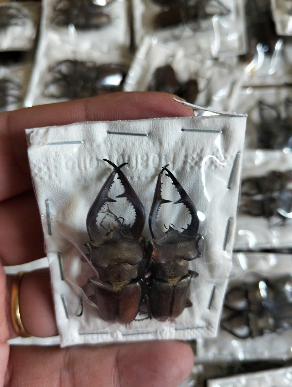 2 pcs Lucanus formosus Stag Beetle | Dried Specimen | Insect Taxidermy Oddities