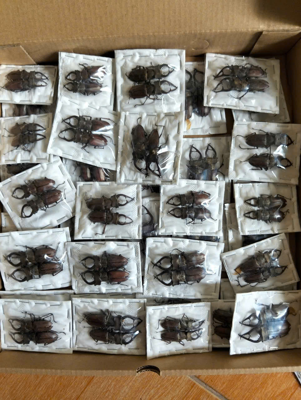 2 pcs Lucanus formosus Stag Beetle | Dried Specimen | Insect Taxidermy Oddities