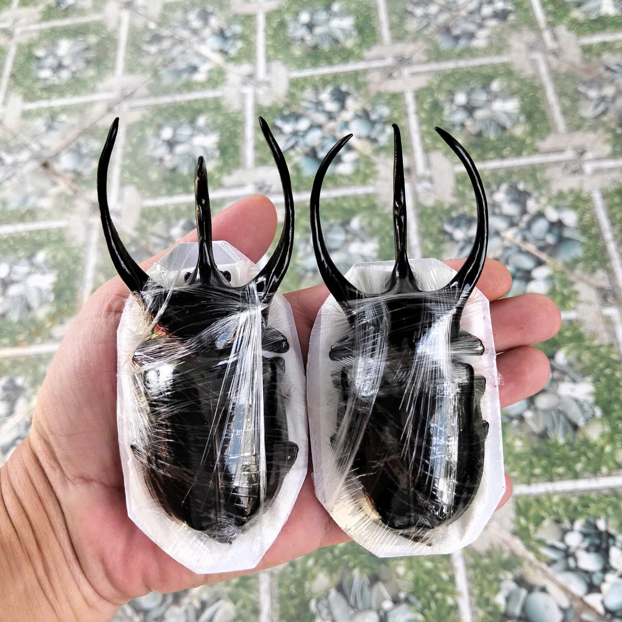 1 pcs (115-119mm) Chalcosoma caucasus Beetle | Giant Dried Specimen | Insect Taxidermy Oddities