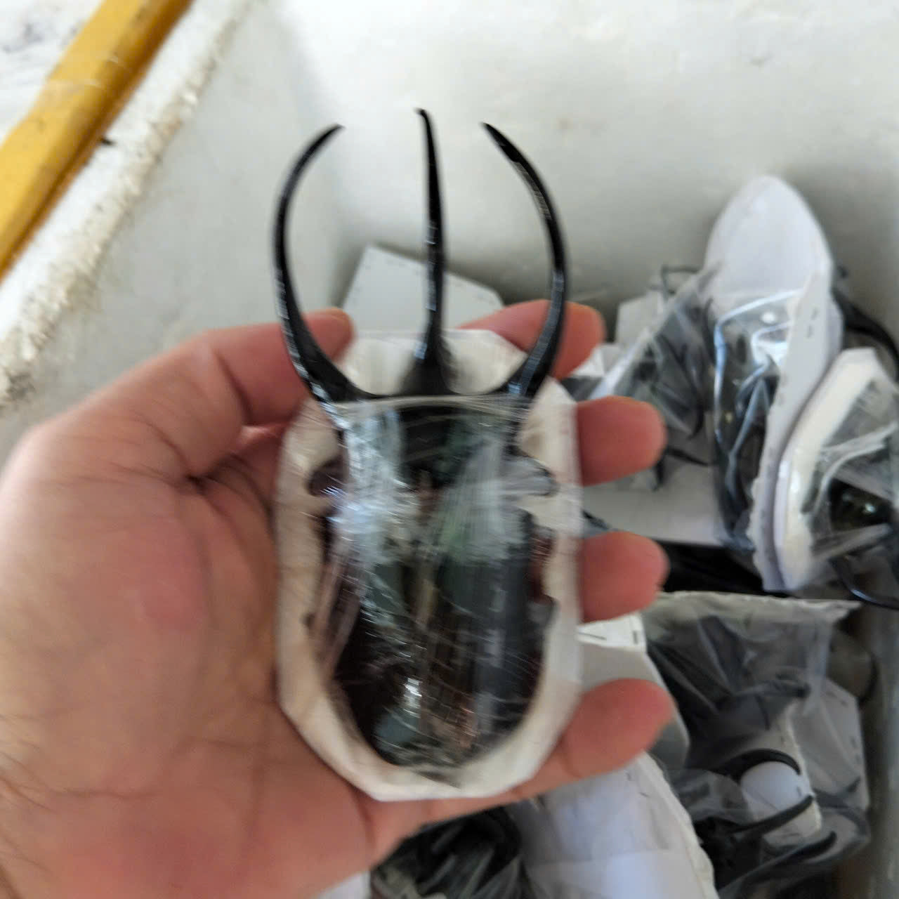 1 pcs (115-119mm) Chalcosoma caucasus Beetle | Giant Dried Specimen | Insect Taxidermy Oddities