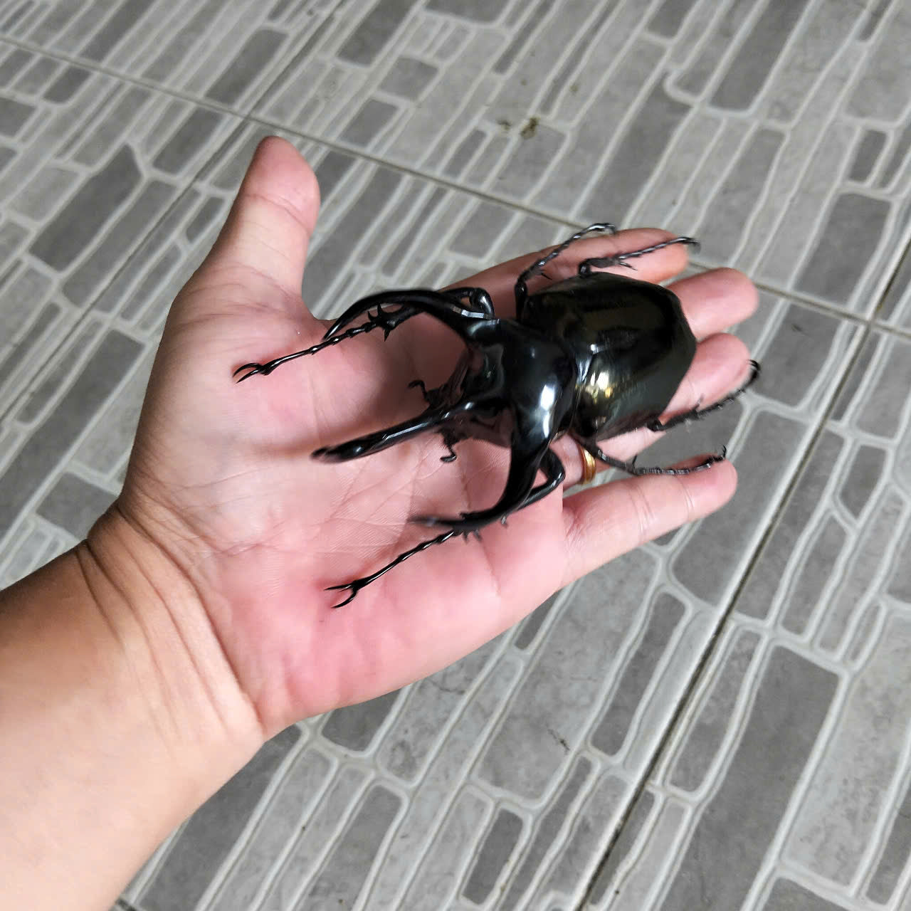 1 pcs (115-119mm) Chalcosoma caucasus Beetle | Giant Dried Specimen | Insect Taxidermy Oddities