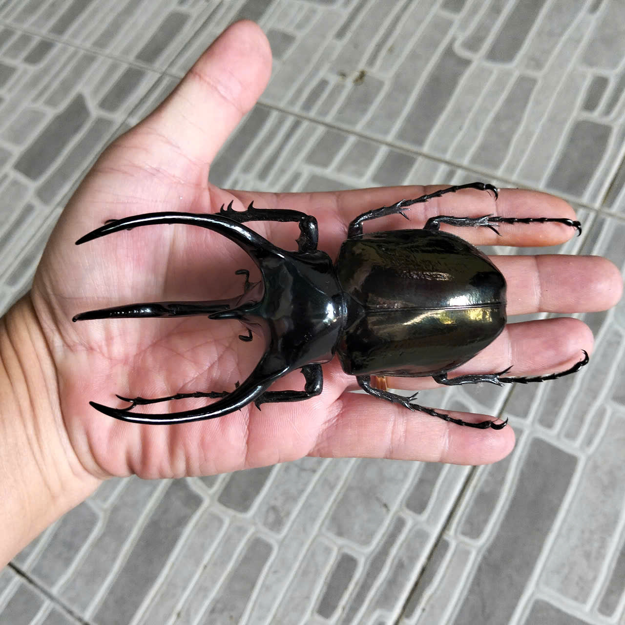 1 pcs (115-119mm) Chalcosoma caucasus Beetle | Giant Dried Specimen | Insect Taxidermy Oddities
