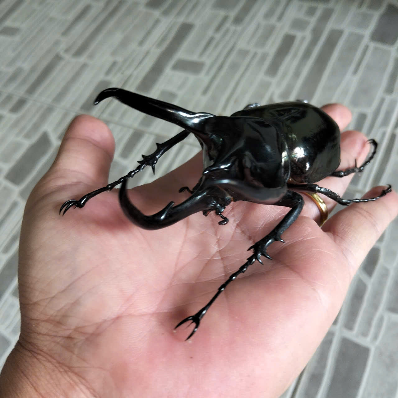 1 pcs (115-119mm) Chalcosoma caucasus Beetle | Giant Dried Specimen | Insect Taxidermy Oddities