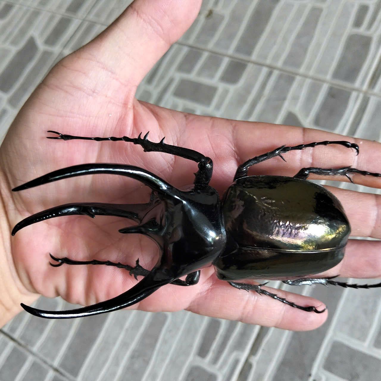 1 pcs (115-119mm) Chalcosoma caucasus Beetle | Giant Dried Specimen | Insect Taxidermy Oddities