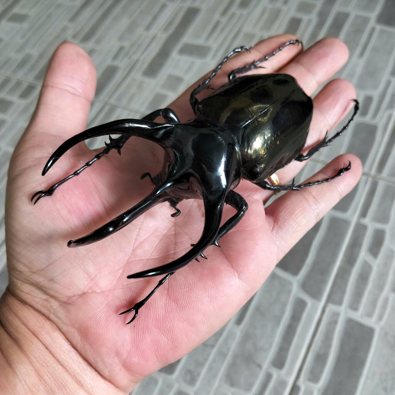 1 pcs (115-119mm) Chalcosoma caucasus Beetle | Giant Dried Specimen | Insect Taxidermy Oddities
