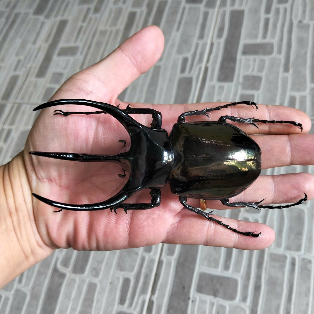 1 pcs (115-119mm) Chalcosoma caucasus Beetle | Giant Dried Specimen | Insect Taxidermy Oddities