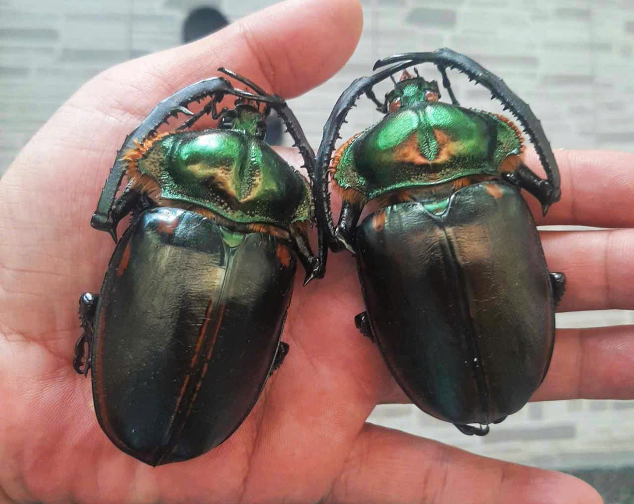 1 pair Cheirotonus jansoni Beetle | Dried Specimen | Insect Taxidermy Oddities (Legs Closed)