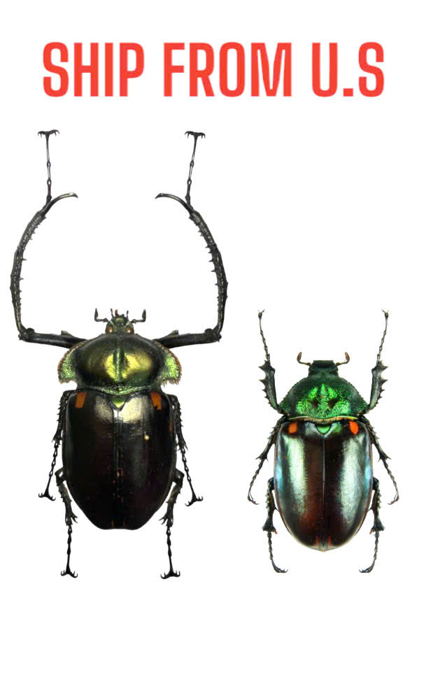 1 pair Cheirotonus jansoni Beetle | Dried Specimen | Insect Taxidermy Oddities (Legs Closed)