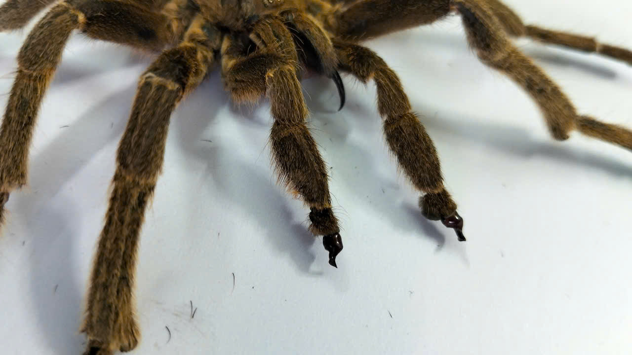 Real Tarantula (Haplopelma longipes) - Taxidermy Art - Gothic Home Decor & Oddities Collection - Unique Curiosity Display