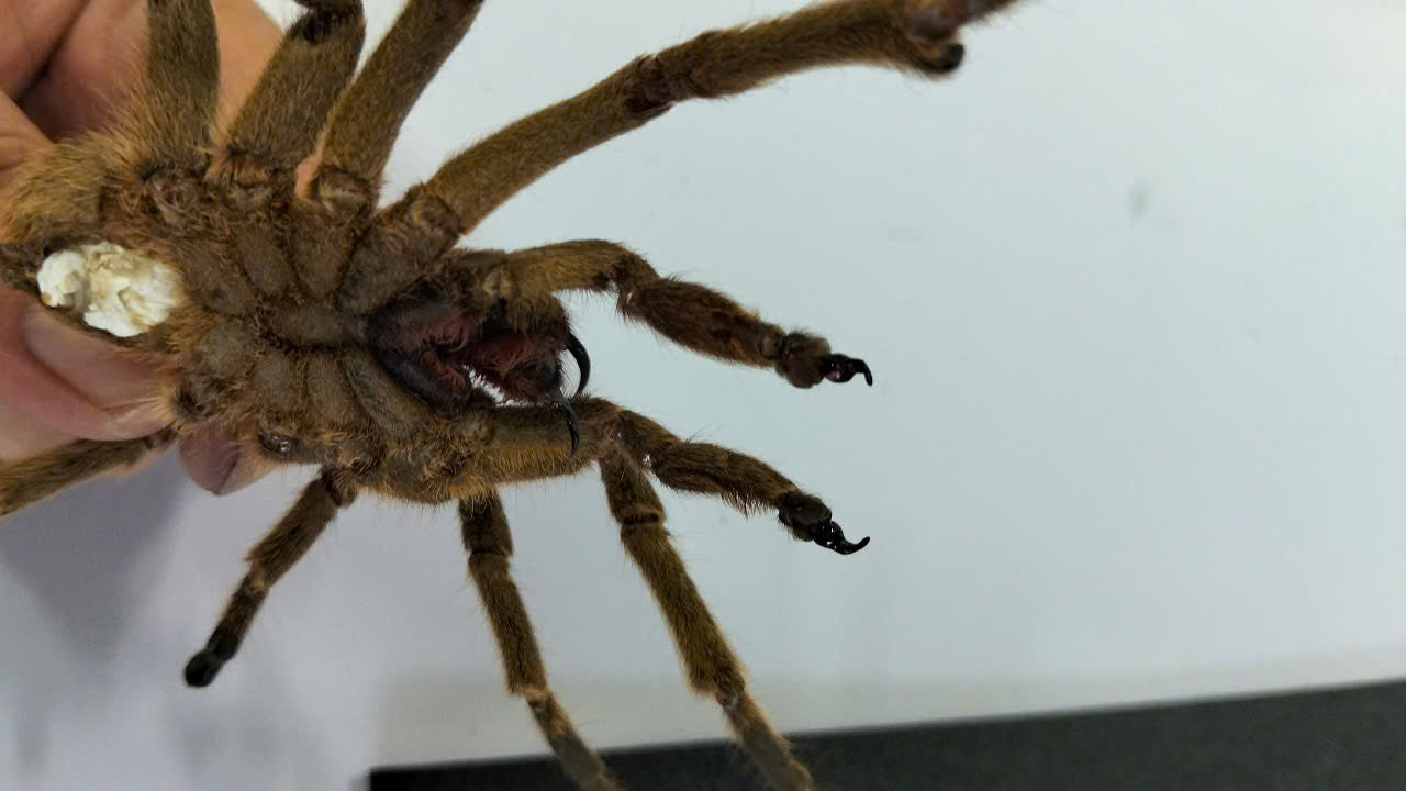 Real Tarantula (Haplopelma longipes) - Taxidermy Art - Gothic Home Decor & Oddities Collection - Unique Curiosity Display