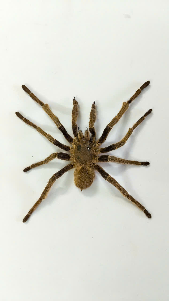 Real Tarantula (Haplopelma longipes) - Taxidermy Art - Gothic Home Decor & Oddities Collection - Unique Curiosity Display