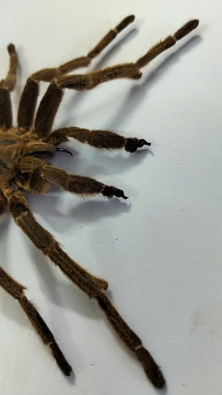 Real Tarantula (Haplopelma longipes) - Taxidermy Art - Gothic Home Decor & Oddities Collection - Unique Curiosity Display