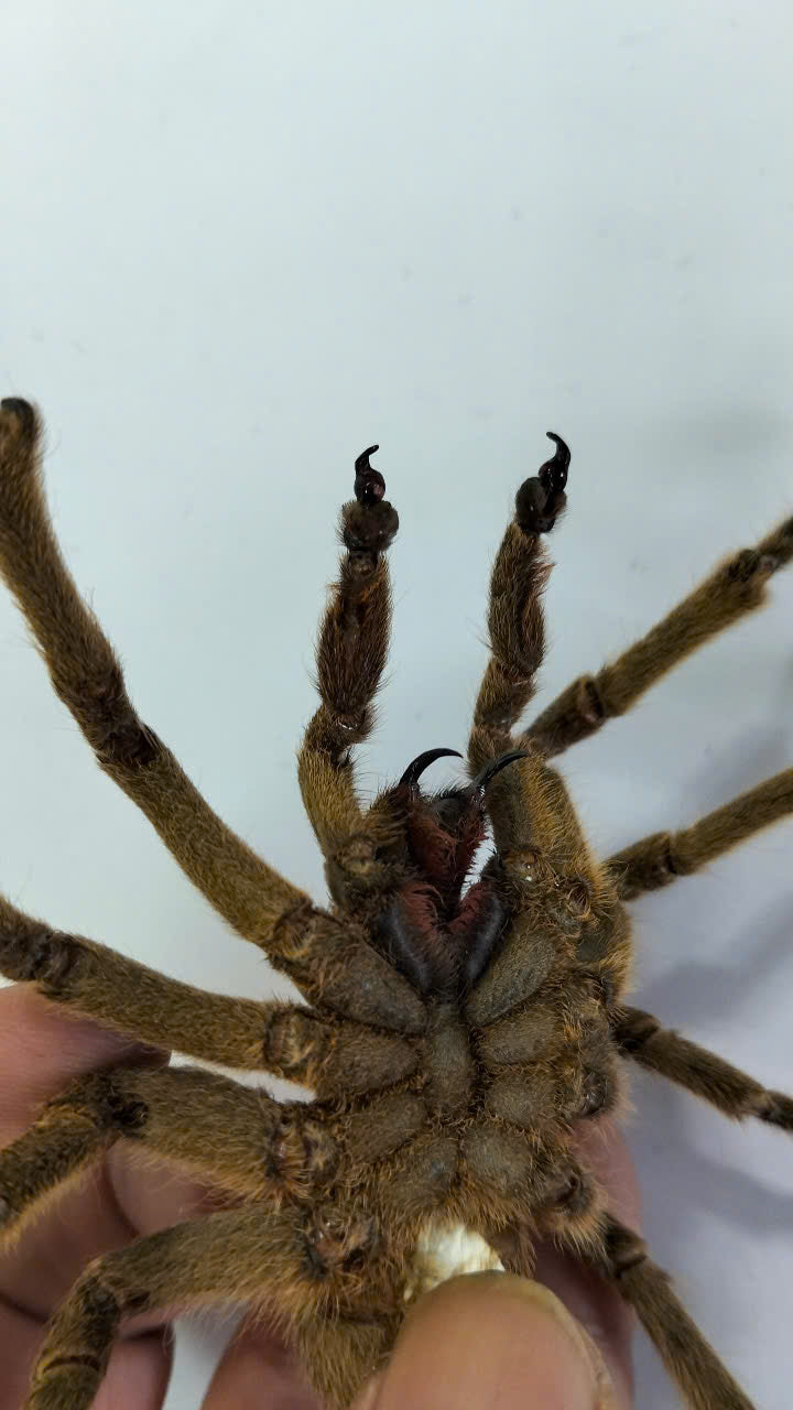 Real Tarantula (Haplopelma longipes) - Taxidermy Art - Gothic Home Decor & Oddities Collection - Unique Curiosity Display