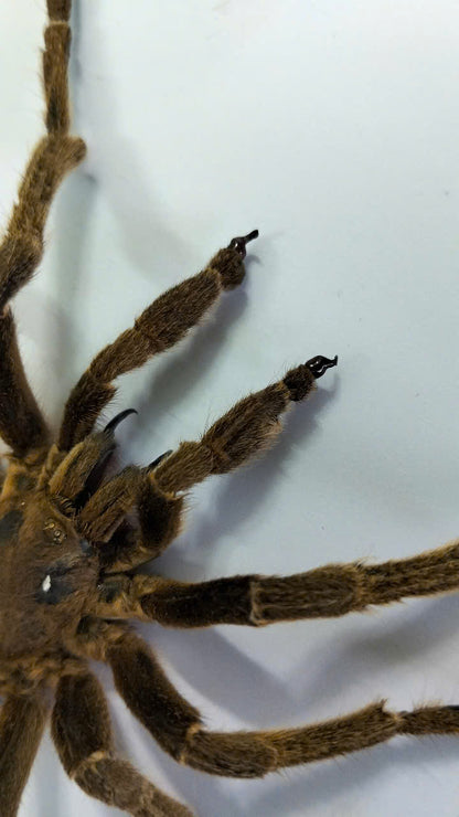 Real Tarantula (Haplopelma longipes) - Taxidermy Art - Gothic Home Decor & Oddities Collection - Unique Curiosity Display