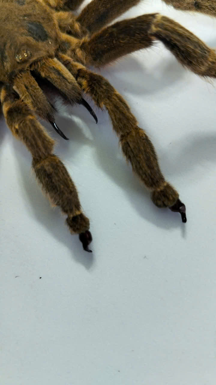 Real Tarantula (Haplopelma longipes) - Taxidermy Art - Gothic Home Decor & Oddities Collection - Unique Curiosity Display