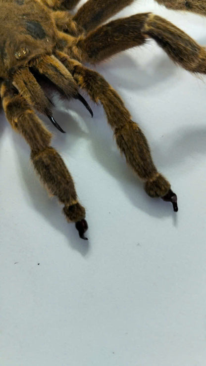 Real Tarantula (Haplopelma longipes) - Taxidermy Art - Gothic Home Decor & Oddities Collection - Unique Curiosity Display