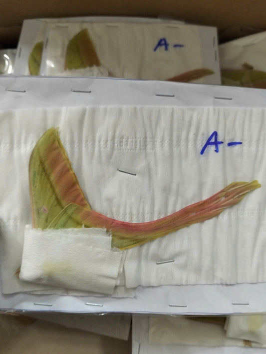 Moth Actias rhodopneuma A/A- with wings closed.