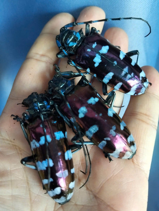 Pack of 20 Anoplophora ps.Beetle | Dried Longhorn Specimen | Insect Taxidermy Oddities