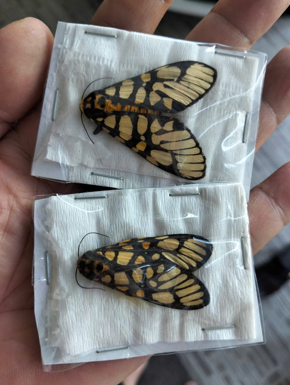 Real Aglaomorpha plagiata Moth | Preserved Dry Insect | Dried Taxidermy Specimen for Art, Science, Collection, Oddities Display