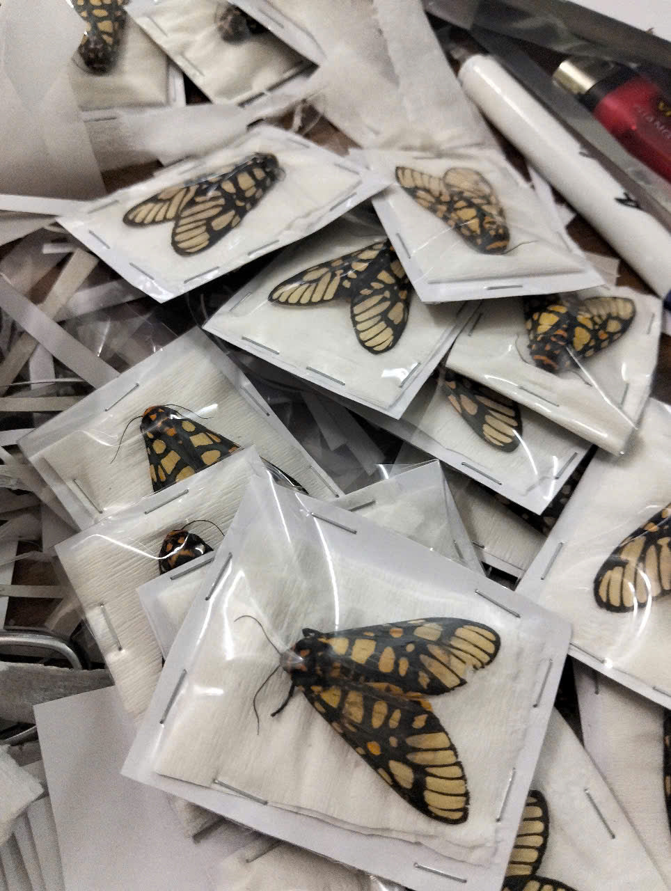 Real Aglaomorpha plagiata Moth | Preserved Dry Insect | Dried Taxidermy Specimen for Art, Science, Collection, Oddities Display