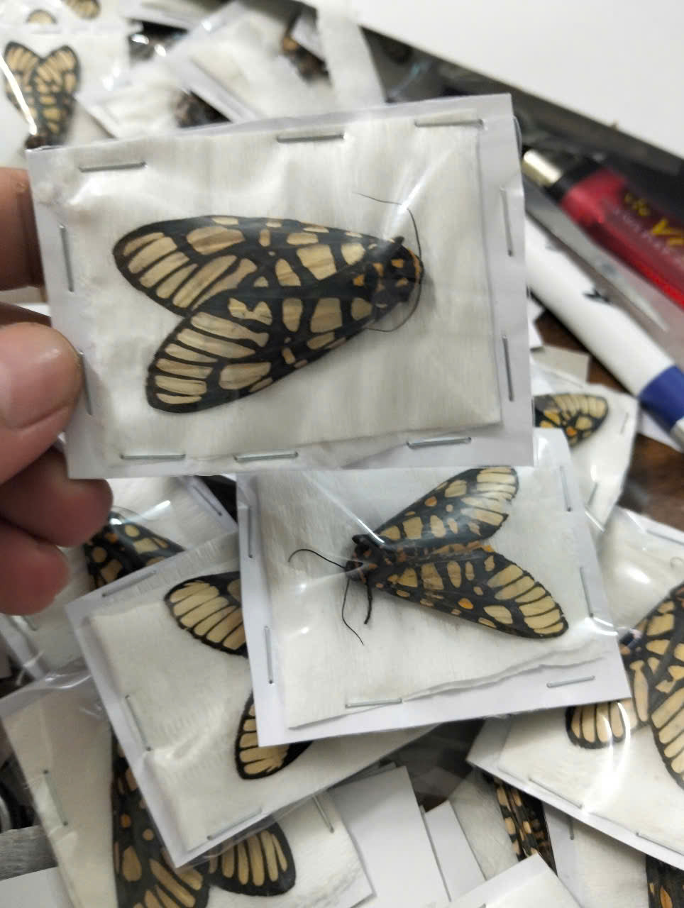 Real Aglaomorpha plagiata Moth | Preserved Dry Insect | Dried Taxidermy Specimen for Art, Science, Collection, Oddities Display