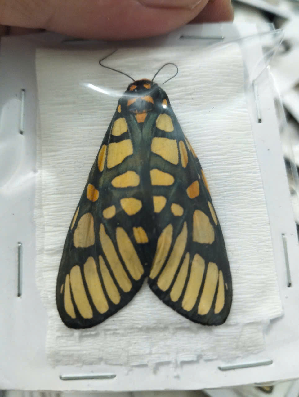 Real Aglaomorpha plagiata Moth | Preserved Dry Insect | Dried Taxidermy Specimen for Art, Science, Collection, Oddities Display