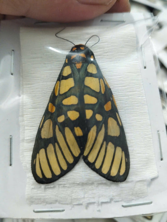 Real Aglaomorpha plagiata Moth | Preserved Dry Insect | Dried Taxidermy Specimen for Art, Science, Collection, Oddities Display