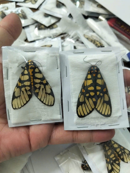 Real Aglaomorpha plagiata Moth | Preserved Dry Insect | Dried Taxidermy Specimen for Art, Science, Collection, Oddities Display