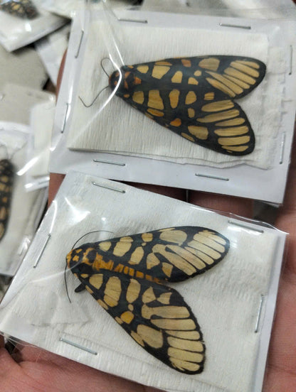 Real Aglaomorpha plagiata Moth | Preserved Dry Insect | Dried Taxidermy Specimen for Art, Science, Collection, Oddities Display