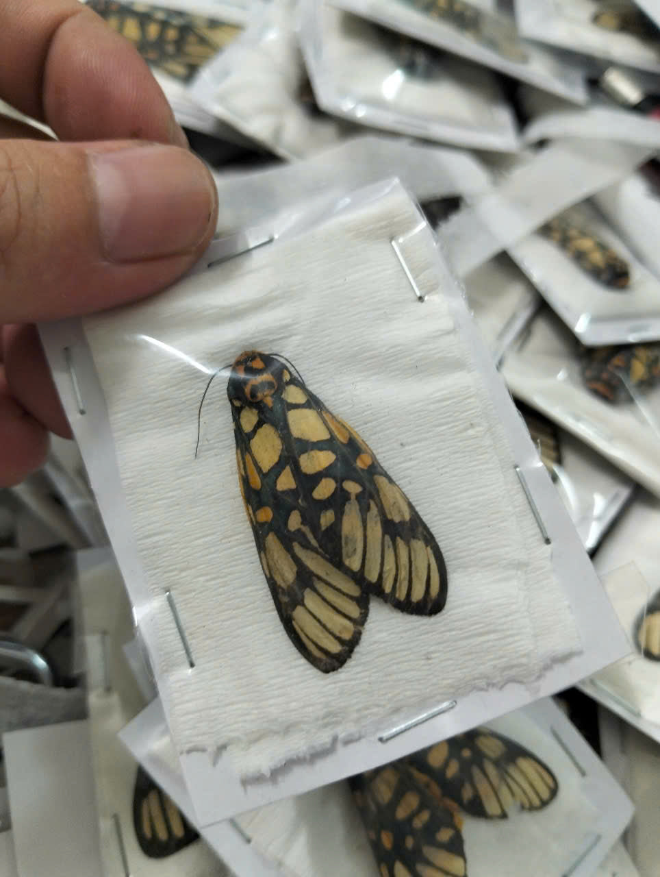 Real Aglaomorpha plagiata Moth | Preserved Dry Insect | Dried Taxidermy Specimen for Art, Science, Collection, Oddities Display