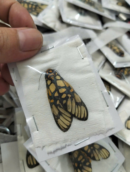 Real Aglaomorpha plagiata Moth | Preserved Dry Insect | Dried Taxidermy Specimen for Art, Science, Collection, Oddities Display