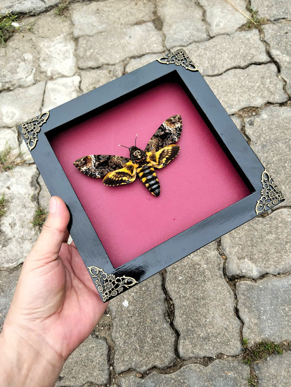 Gothic Wall Décor - Handmade Death Head Moth Frame, Unique Vietnam Butterfly Taxidermy Art