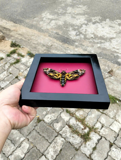 Gothic Wall Décor - Handmade Death Head Moth Frame, Unique Vietnam Butterfly Taxidermy Art