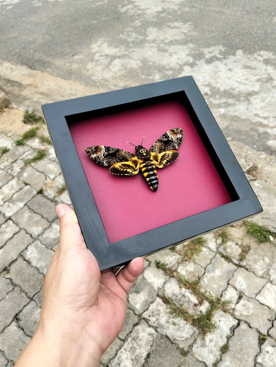 Gothic Wall Décor - Handmade Death Head Moth Frame, Unique Vietnam Butterfly Taxidermy Art