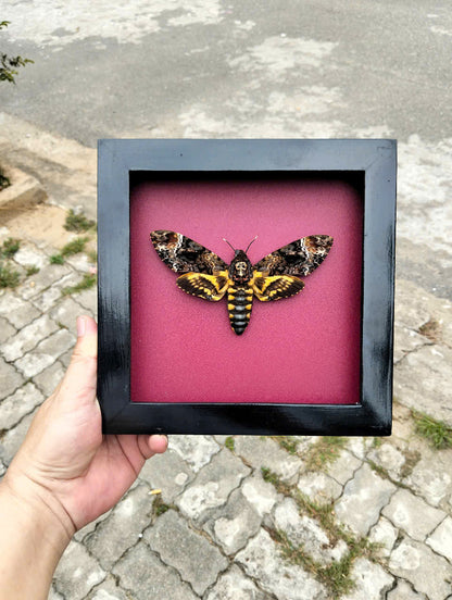 Gothic Wall Décor - Handmade Death Head Moth Frame, Unique Vietnam Butterfly Taxidermy Art