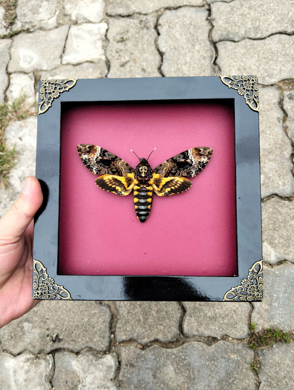 Gothic Wall Décor - Handmade Death Head Moth Frame, Unique Vietnam Butterfly Taxidermy Art