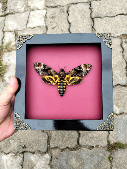 Gothic Wall Décor - Handmade Death Head Moth Frame, Unique Vietnam Butterfly Taxidermy Art