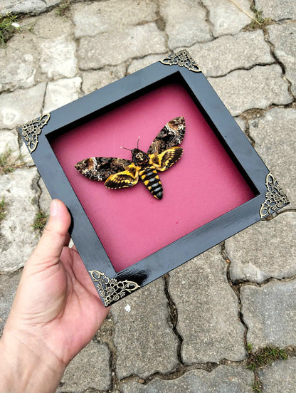 Gothic Wall Décor - Handmade Death Head Moth Frame, Unique Vietnam Butterfly Taxidermy Art