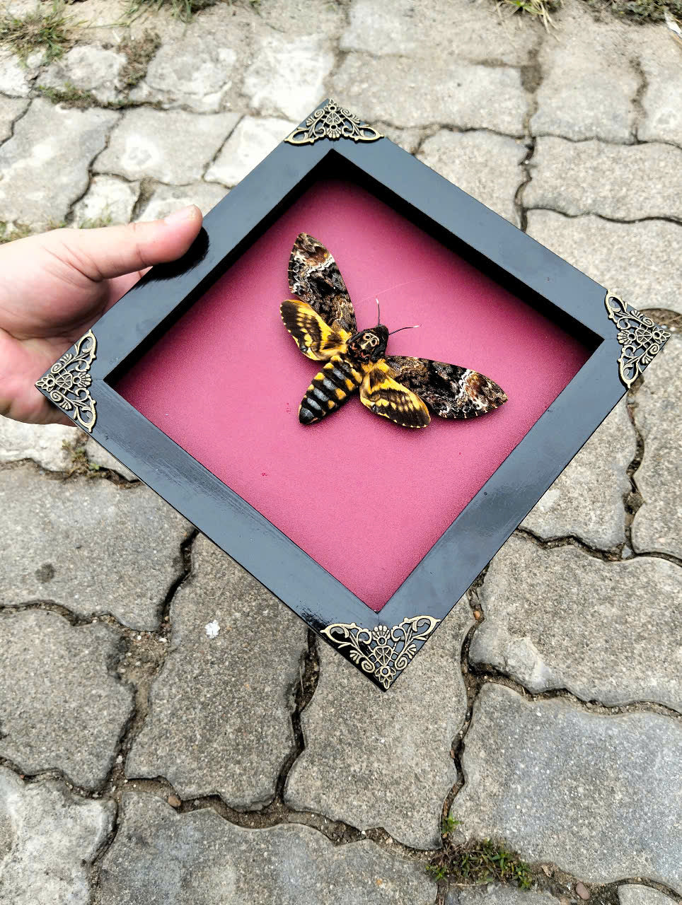 Gothic Wall Décor - Handmade Death Head Moth Frame, Unique Vietnam Butterfly Taxidermy Art
